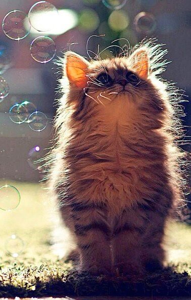 fuzzy kitten.jpg