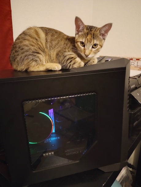 gamer cat.jpg