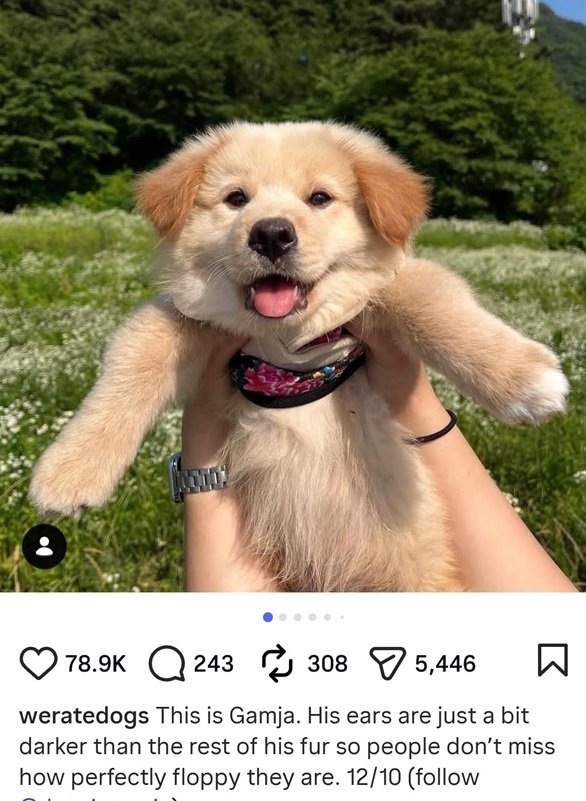 gamma dog.jpg