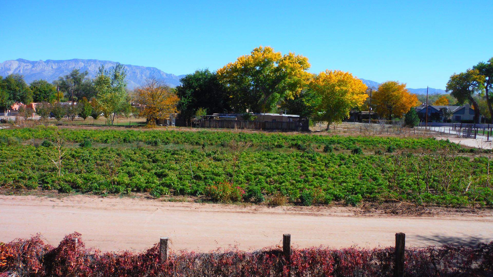 garden landscape.jpg