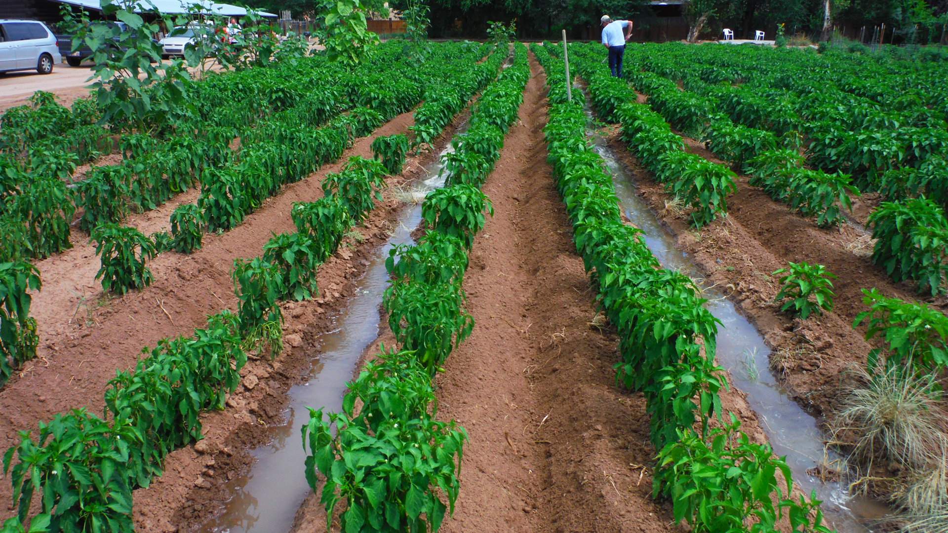 garden rows.jpg