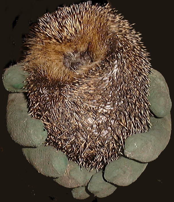garden9.jpg