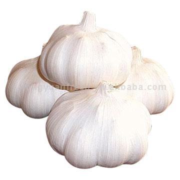 Garlic.jpg