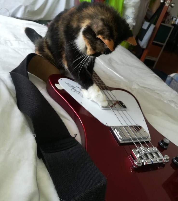 Gata and NR.jpg