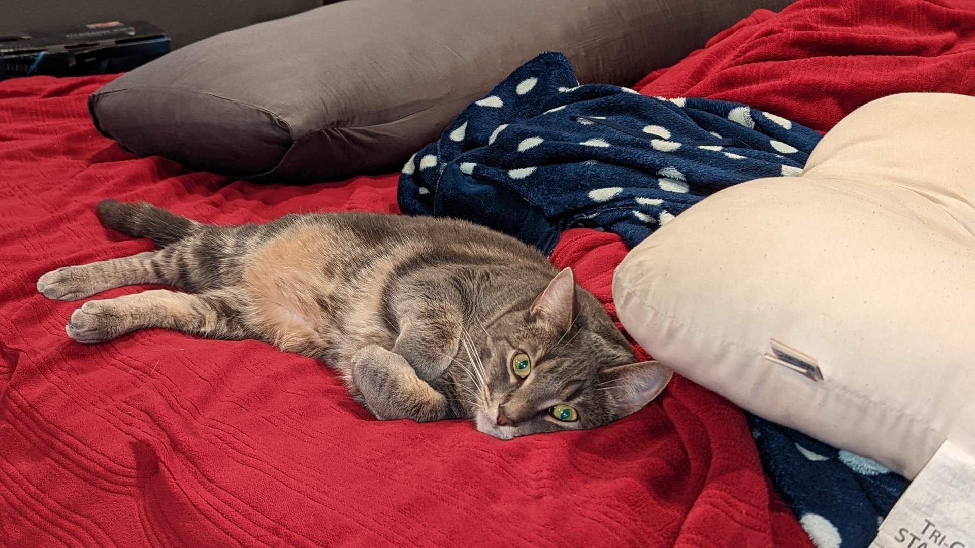 gato.jpg