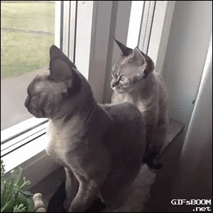 Gato-ventana.gif