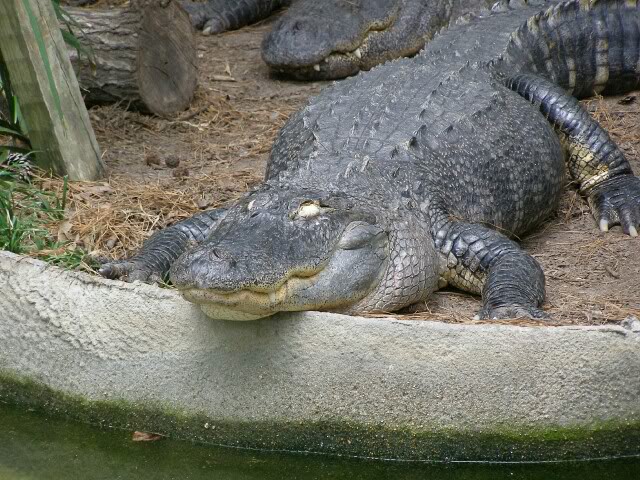 gator.jpg