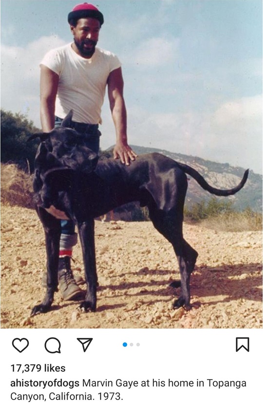 gaye dog.jpg