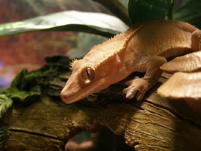 geckoq.jpg