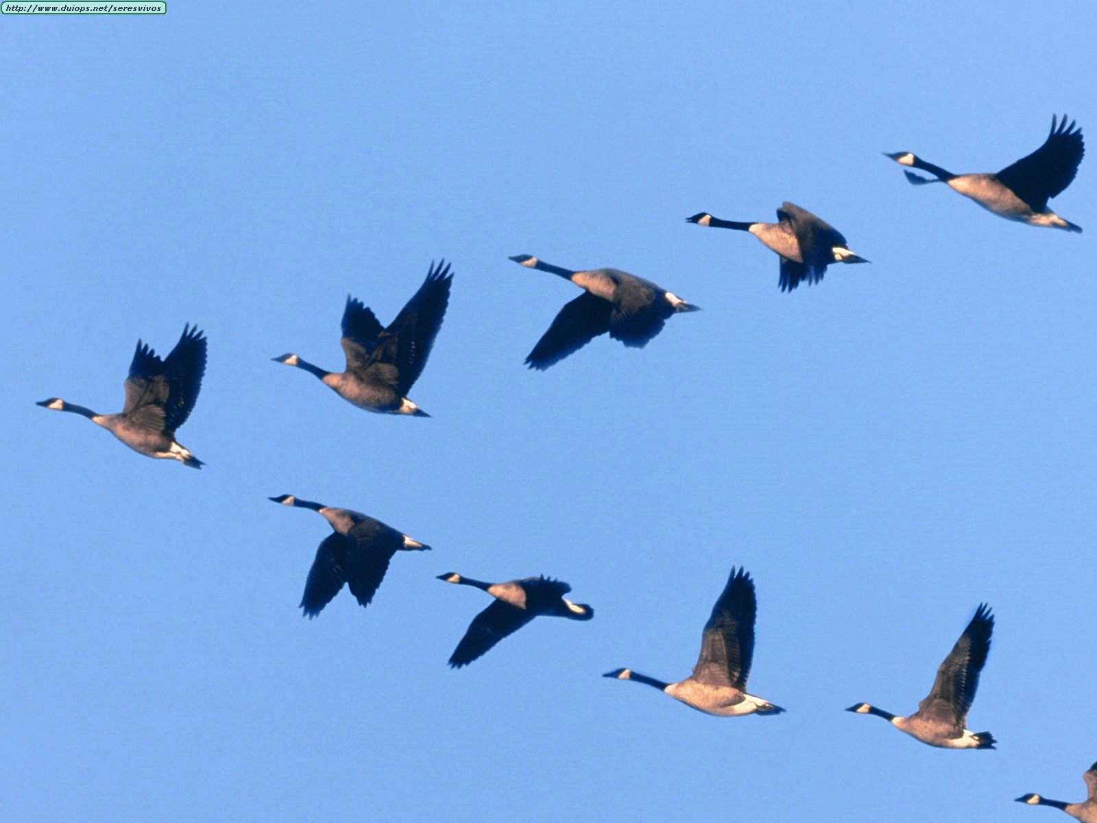 geese.jpg