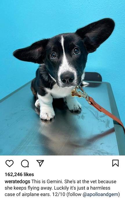 gemini dog.jpg