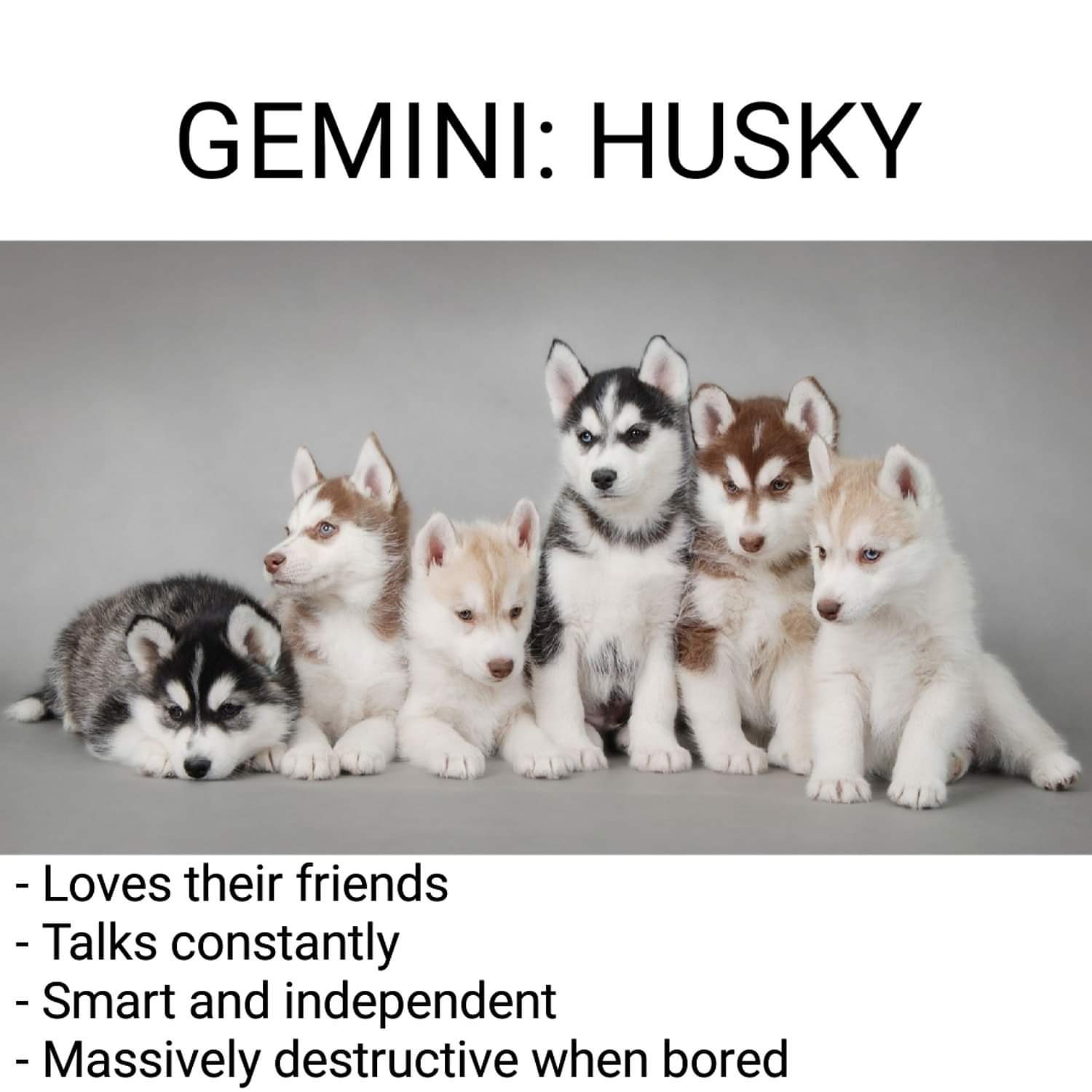 Gemini.jpg
