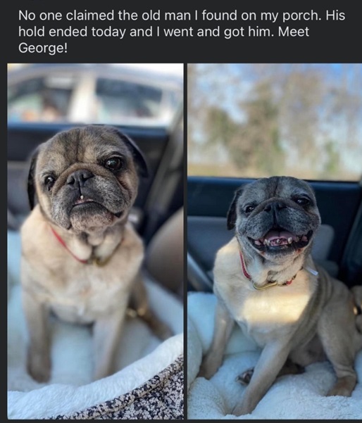 george dog.jpg