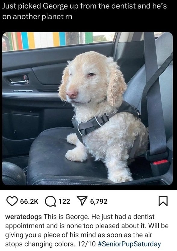 George dog.jpg