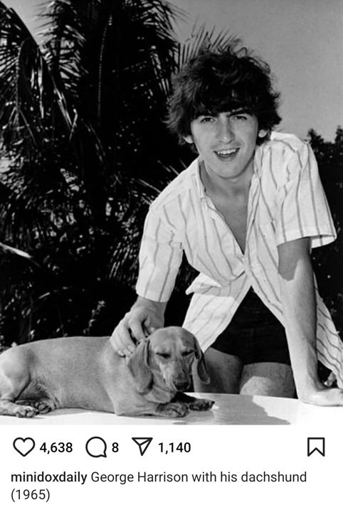 george dog.jpg