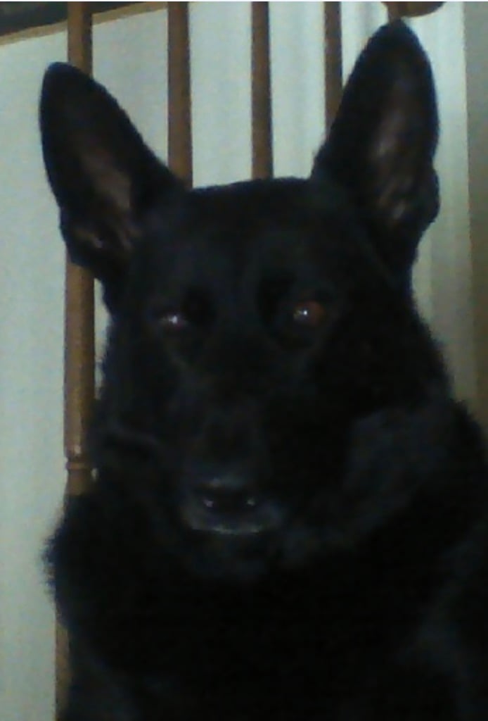 german shepherd.jpg