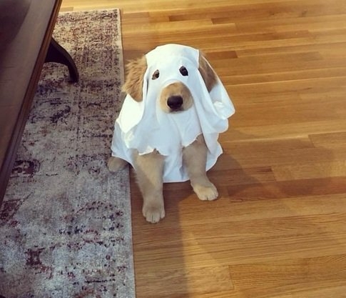 ghost dog 1.jpg