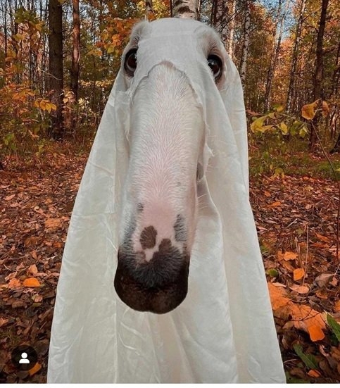 ghost dog 2.jpg