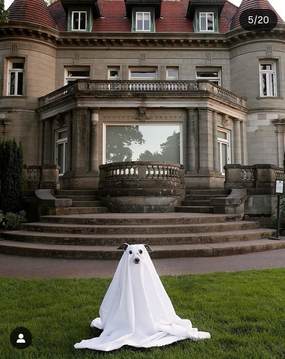 ghost dog 4.jpg