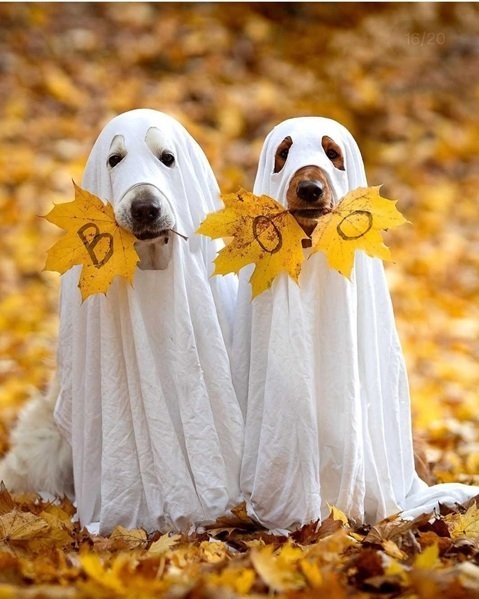 ghost dog 5.jpg