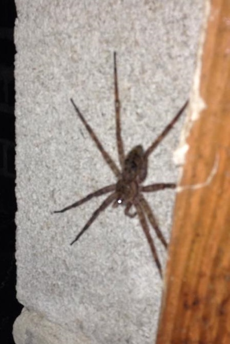 giant%20spider_zpsij5tsci4.jpg