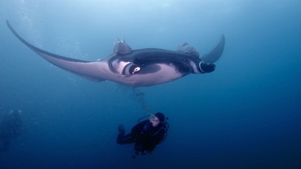Giant-Manta-Ray.jpg