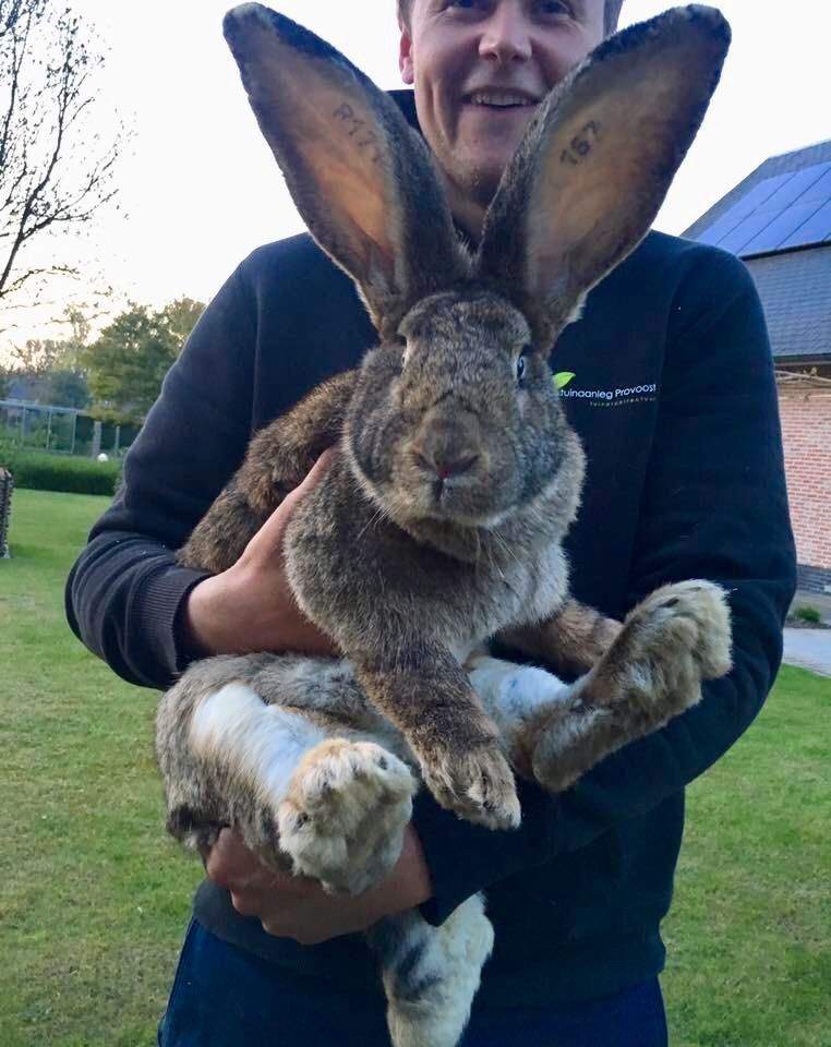 giant rabbit.jpg