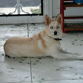 Gibson-9-26-04.jpg