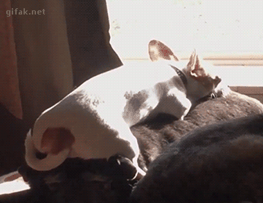 gifs_15.gif