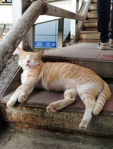 ginger cat.jpg