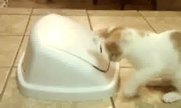 giphy-1206626819.gif