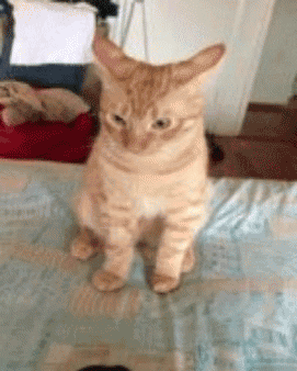 giphy-1211760502.gif