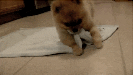 giphy-1588373279.gif