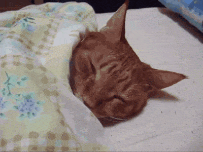 giphy-1607320130.gif