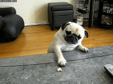 giphy-2131206686.gif