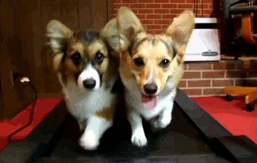giphy-2216795316.gif