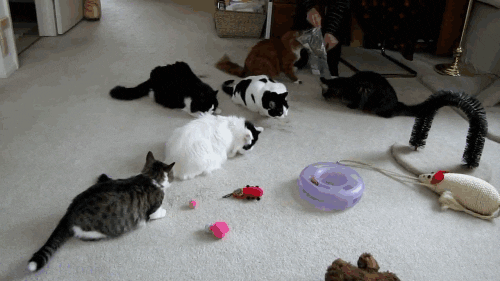 giphy-2361846561.gif