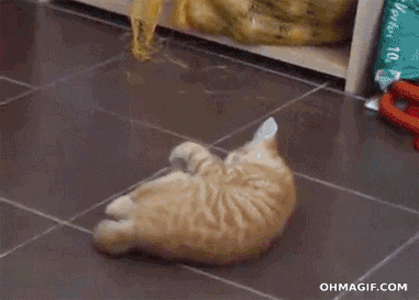 giphy-2531497313.gif