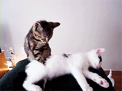 giphy-2596531507.gif