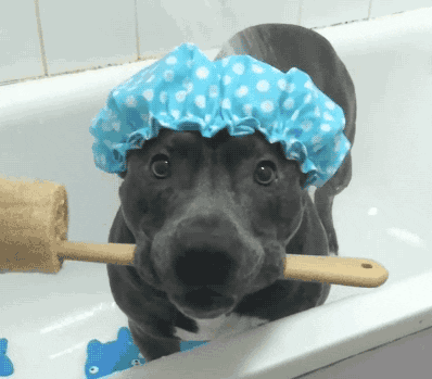 giphy-2659217535.gif