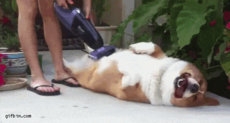 giphy-2766949747.gif