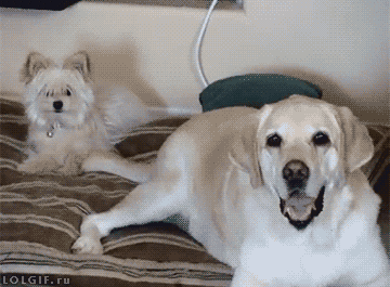 giphy-2909722602.gif