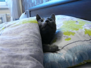 giphy-315.gif