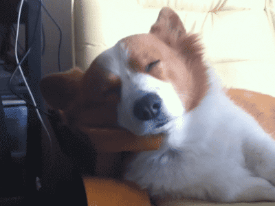 giphy-3466534461.gif