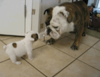 giphy-3549971649.gif