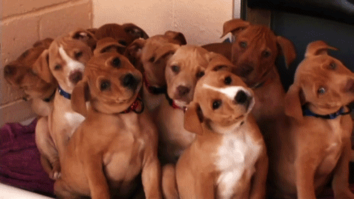 giphy-3905294542.gif