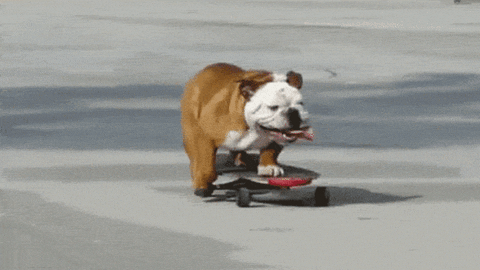 giphy-4068164965.gif
