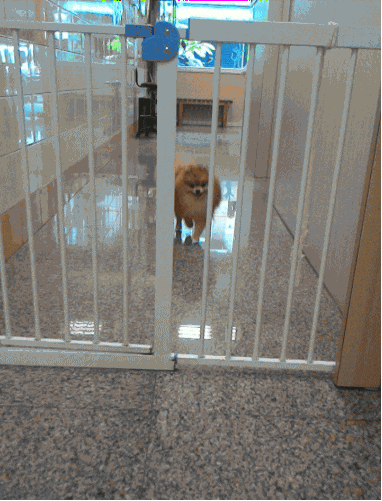 giphy-806789702.gif