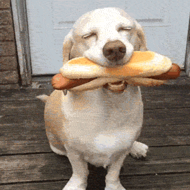 giphy-959353434.gif