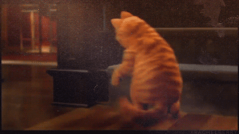 giphy-downsized (1).gif